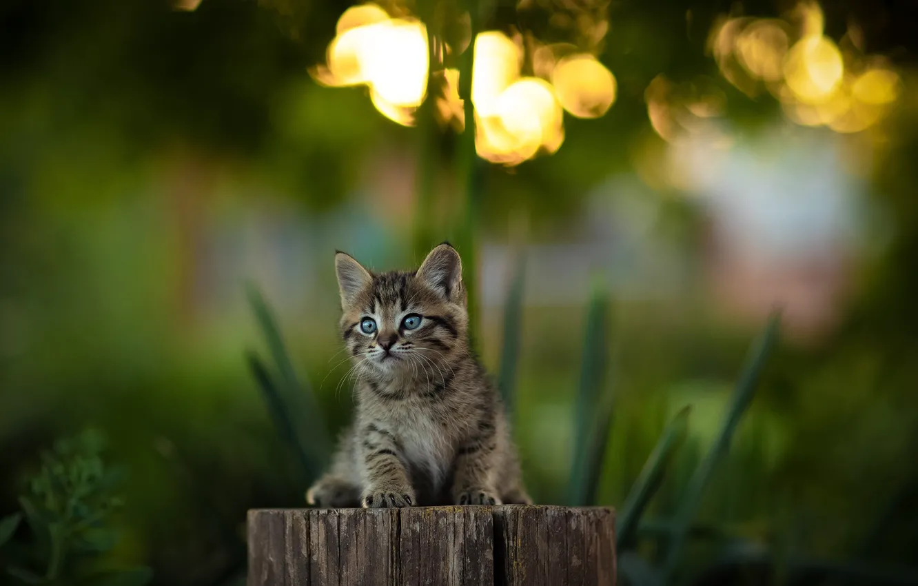 Photo wallpaper look, glare, grey, stump, blur, baby, muzzle, kitty