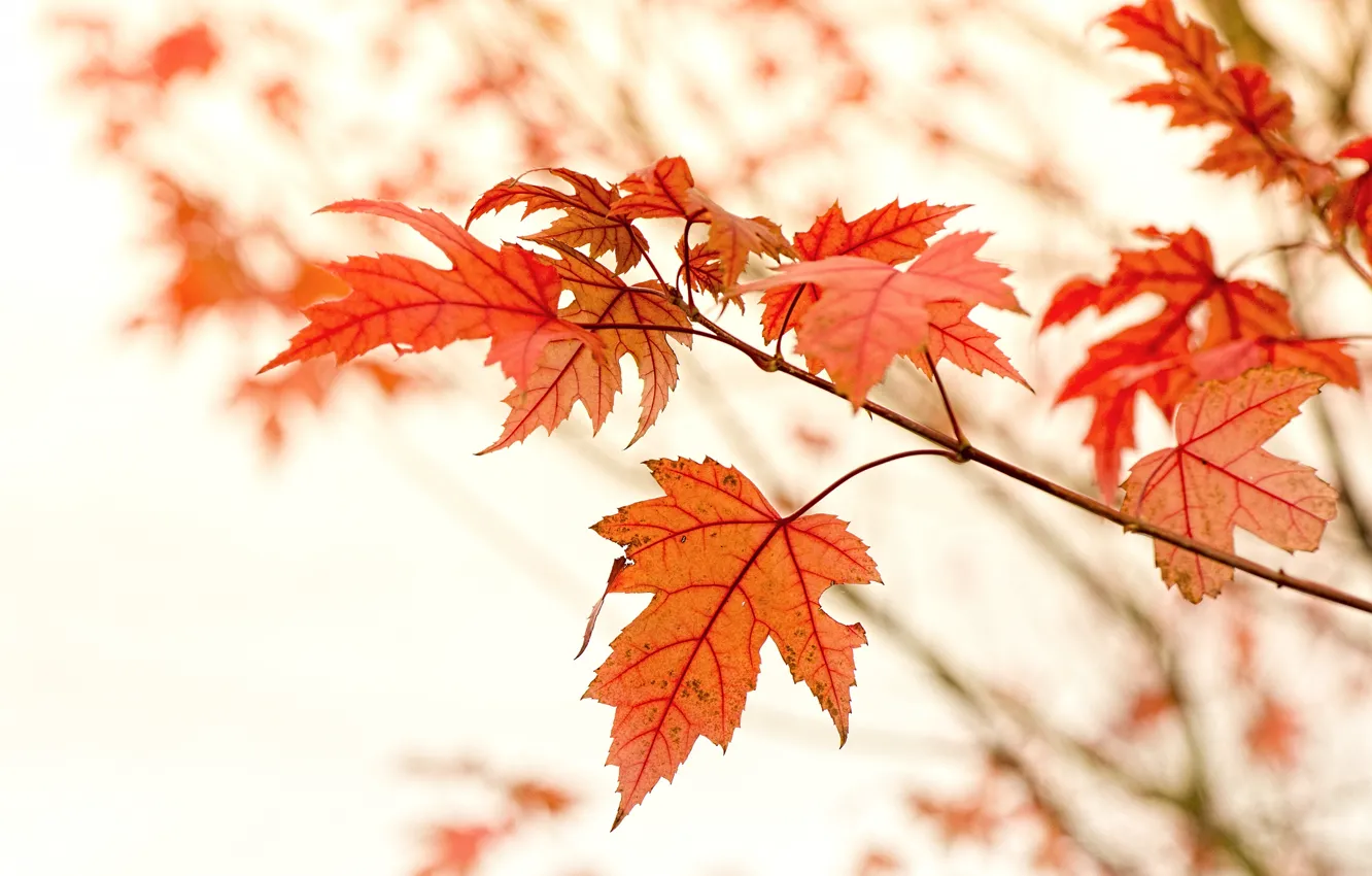 Photo wallpaper leaves, branches, red, maple, autumn