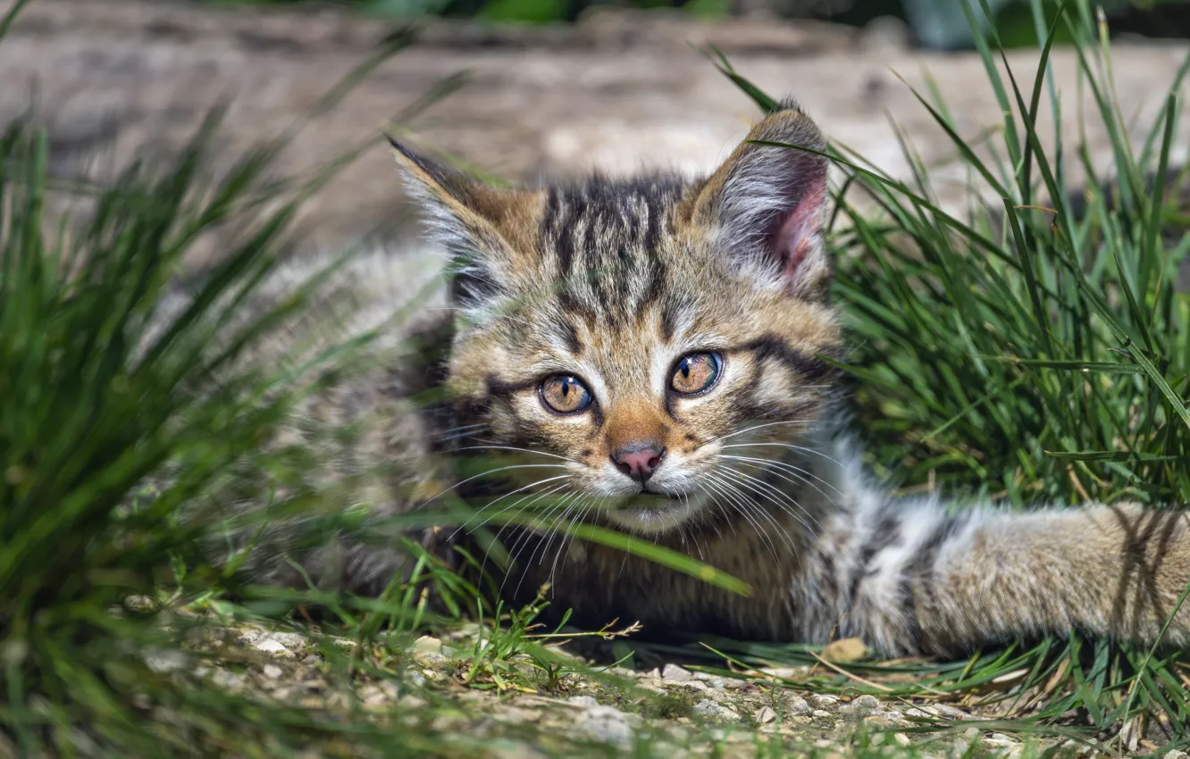 Photo wallpaper lies, grass, wild forest cat, kitty