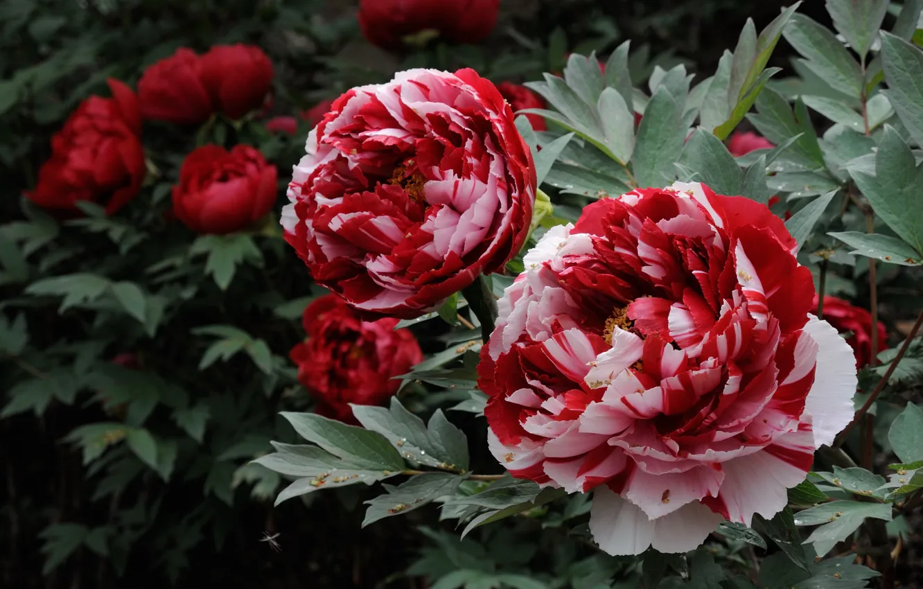 Photo wallpaper the bushes, peonies, motley