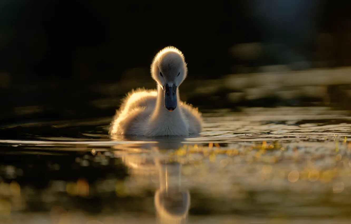 Photo wallpaper Chicks, reflection, baby, swimming, water, swans, the Lebeda