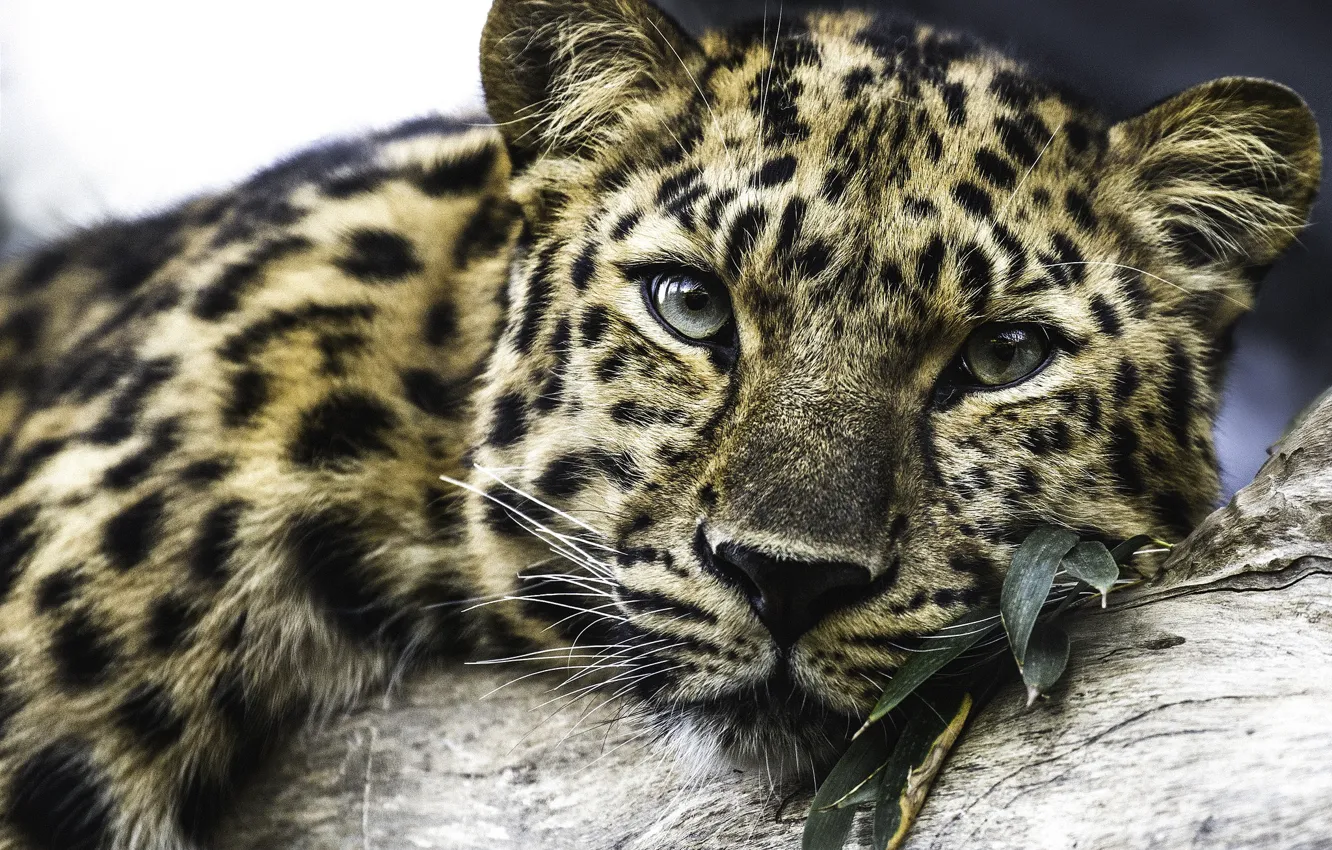 Photo wallpaper stay, predator, leopard