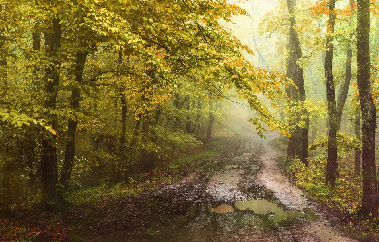 Photo wallpaper road, forest, the sun, foliage, puddles