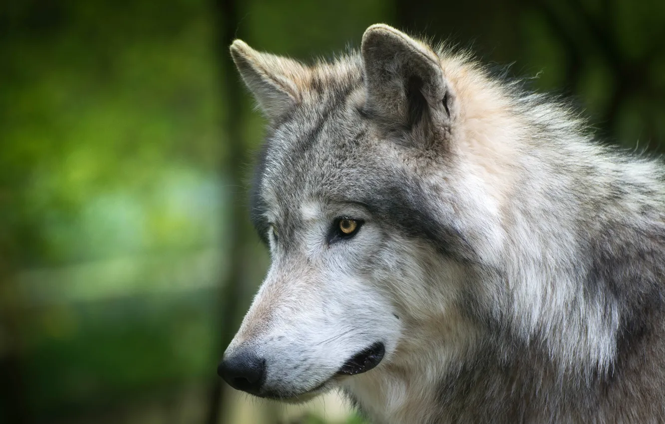 Photo wallpaper look, face, nature, green, grey, background, wolf, portrait