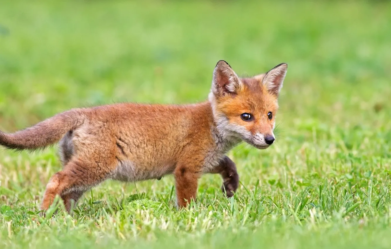 Photo wallpaper greens, grass, Fox