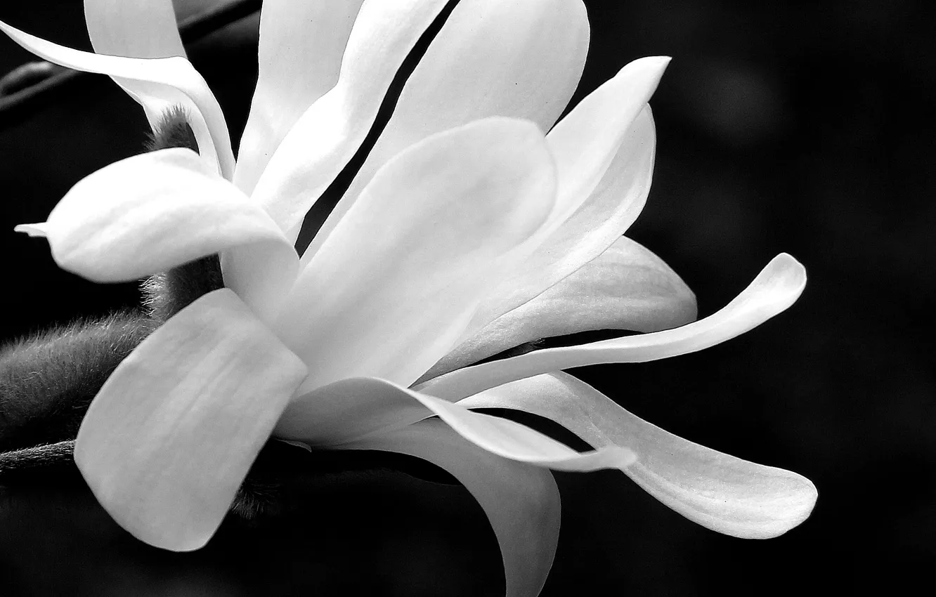 Photo wallpaper flower, bokeh, black and white, petals, magnolia, b/w