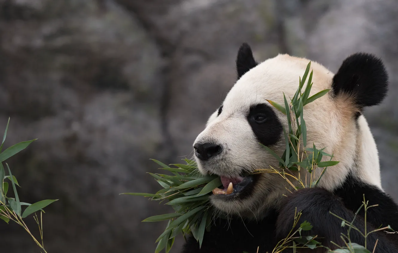 Photo wallpaper face, leaves, portrait, bear, mouth, Panda, lunch, meal