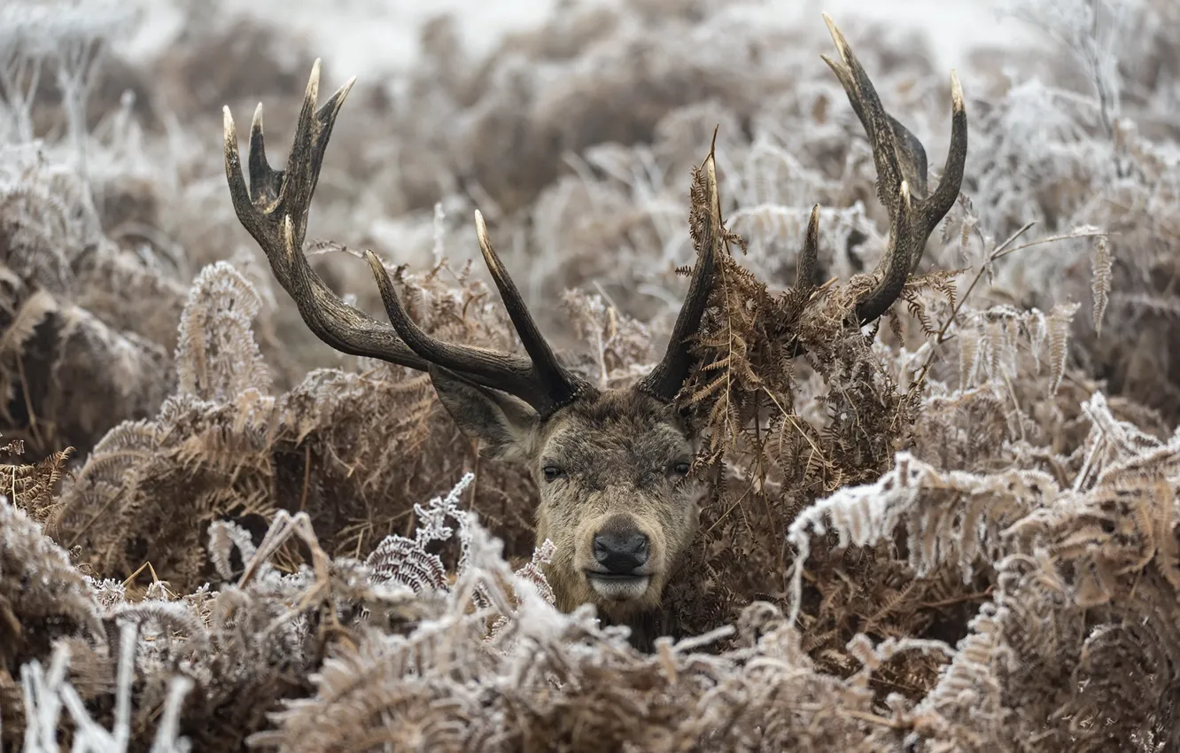 Photo wallpaper winter, forest, deer, fern