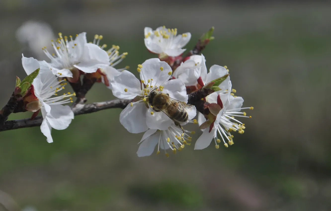 Photo wallpaper white, macro, bee, spring, Apple, flower (flowers)