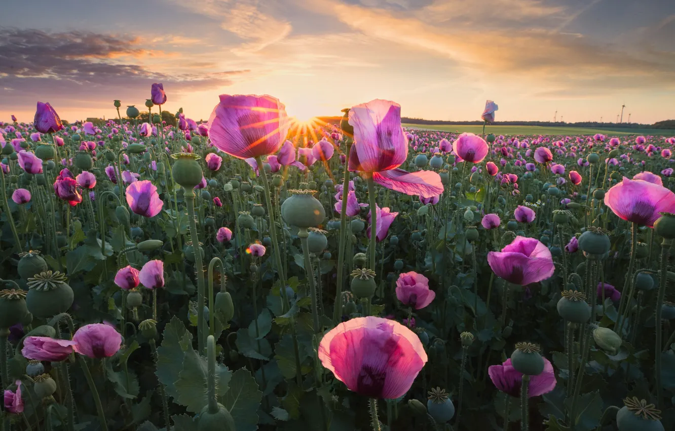 Photo wallpaper field, sunset, Maki