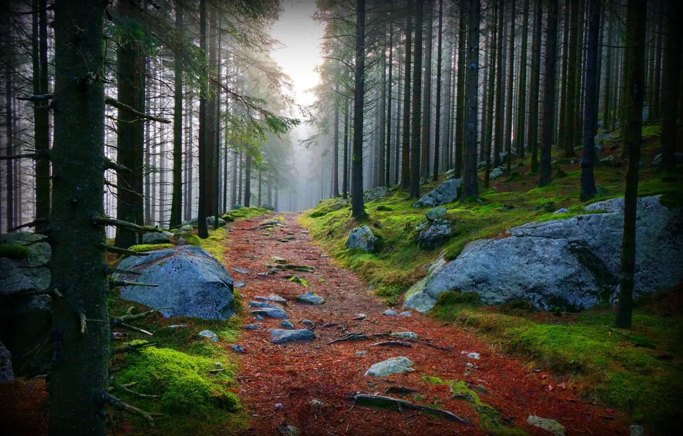 Photo wallpaper road, forest, stones, of priod