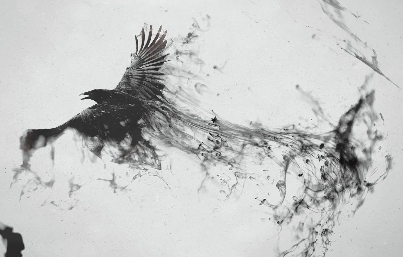 Photo wallpaper bird, black, trail, Raven