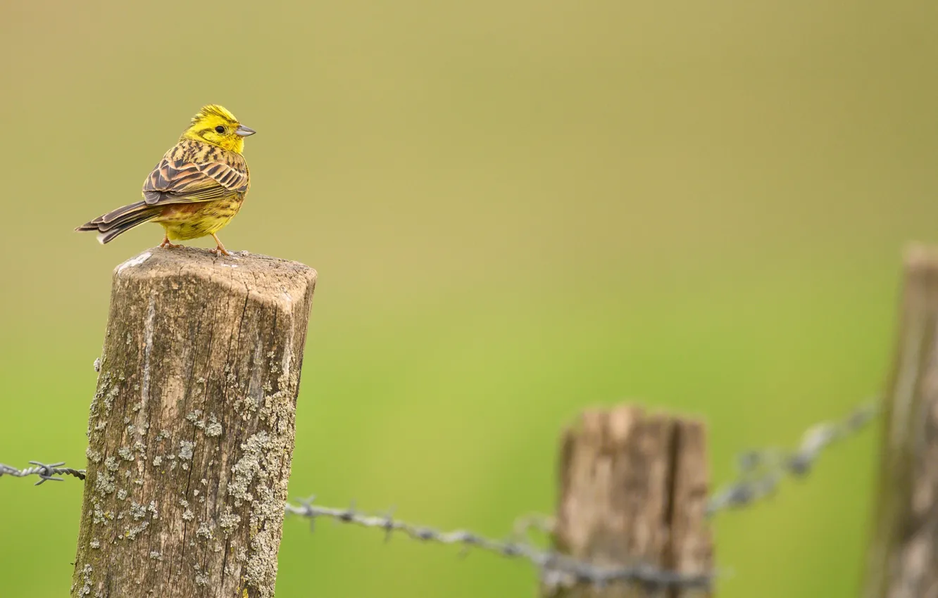 Photo wallpaper nature, bird, the fence