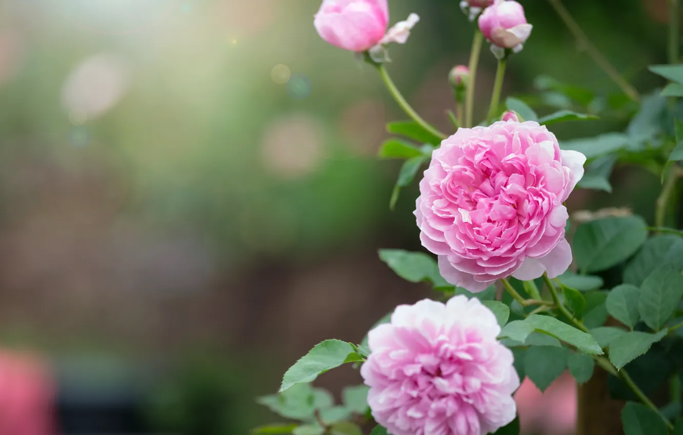 Photo wallpaper summer, nature, roses, flowering, the bushes