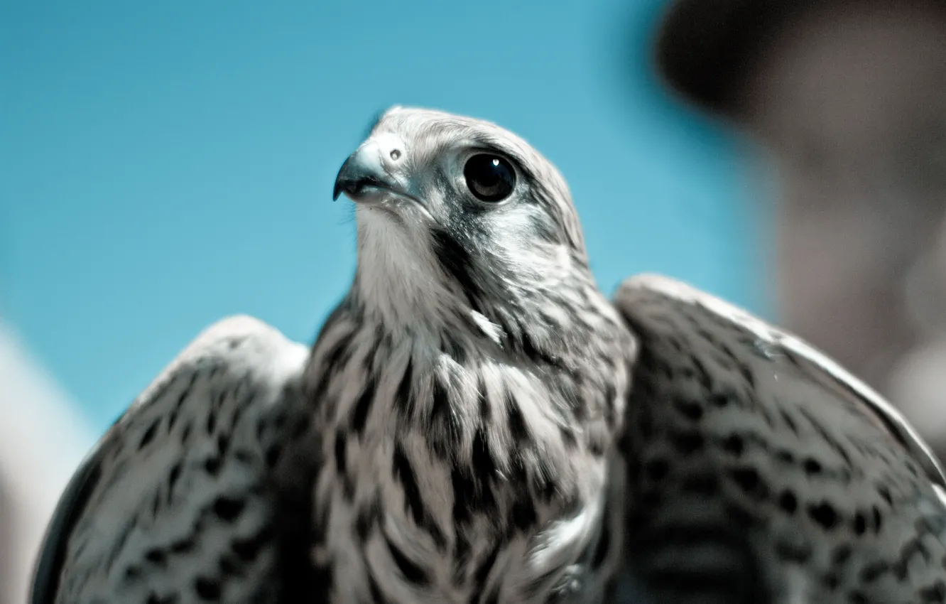 Photo wallpaper bird, predator, beak, Falcon