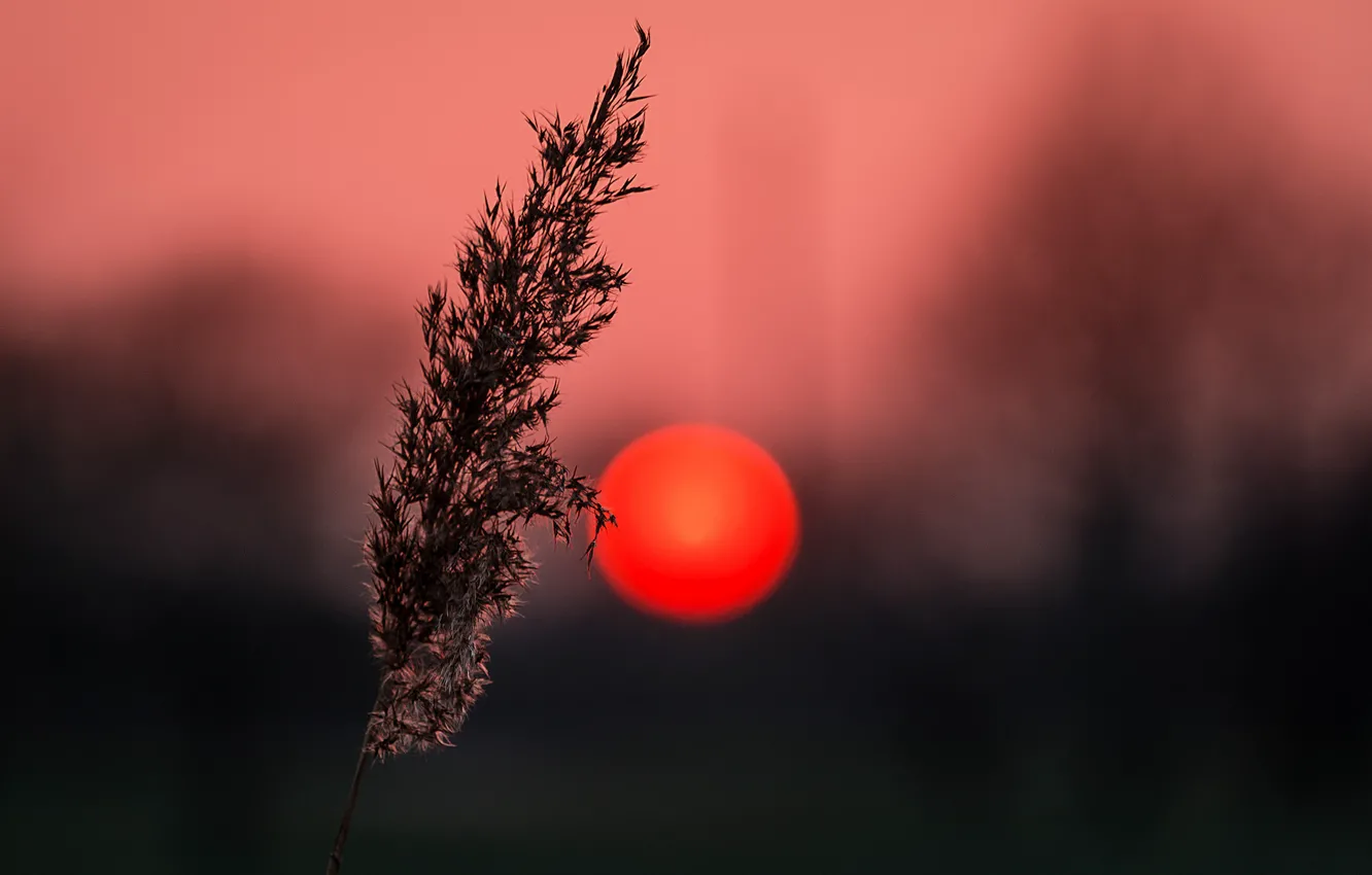 Photo wallpaper grass, the sun, macro, sunset, plant, silhouette