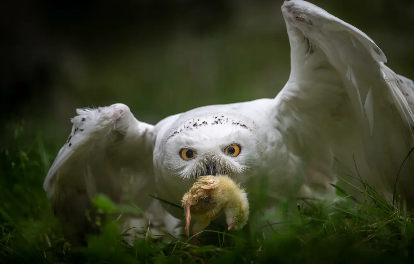Photo wallpaper owl, Chicks, mining
