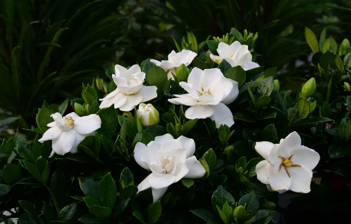 Photo wallpaper flowers, white, Gardenia