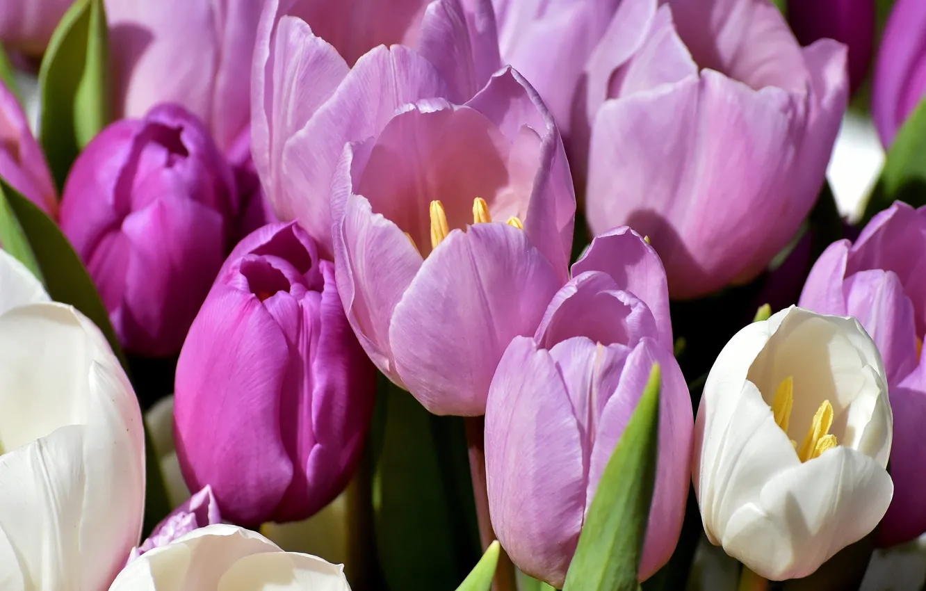 Photo wallpaper macro, flowers, bouquet, spring, tulips, pink, white, buds