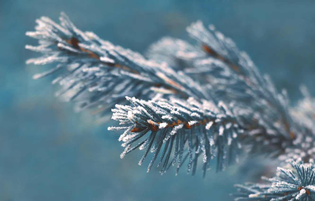 Photo wallpaper spruce, twig, hoarfrost