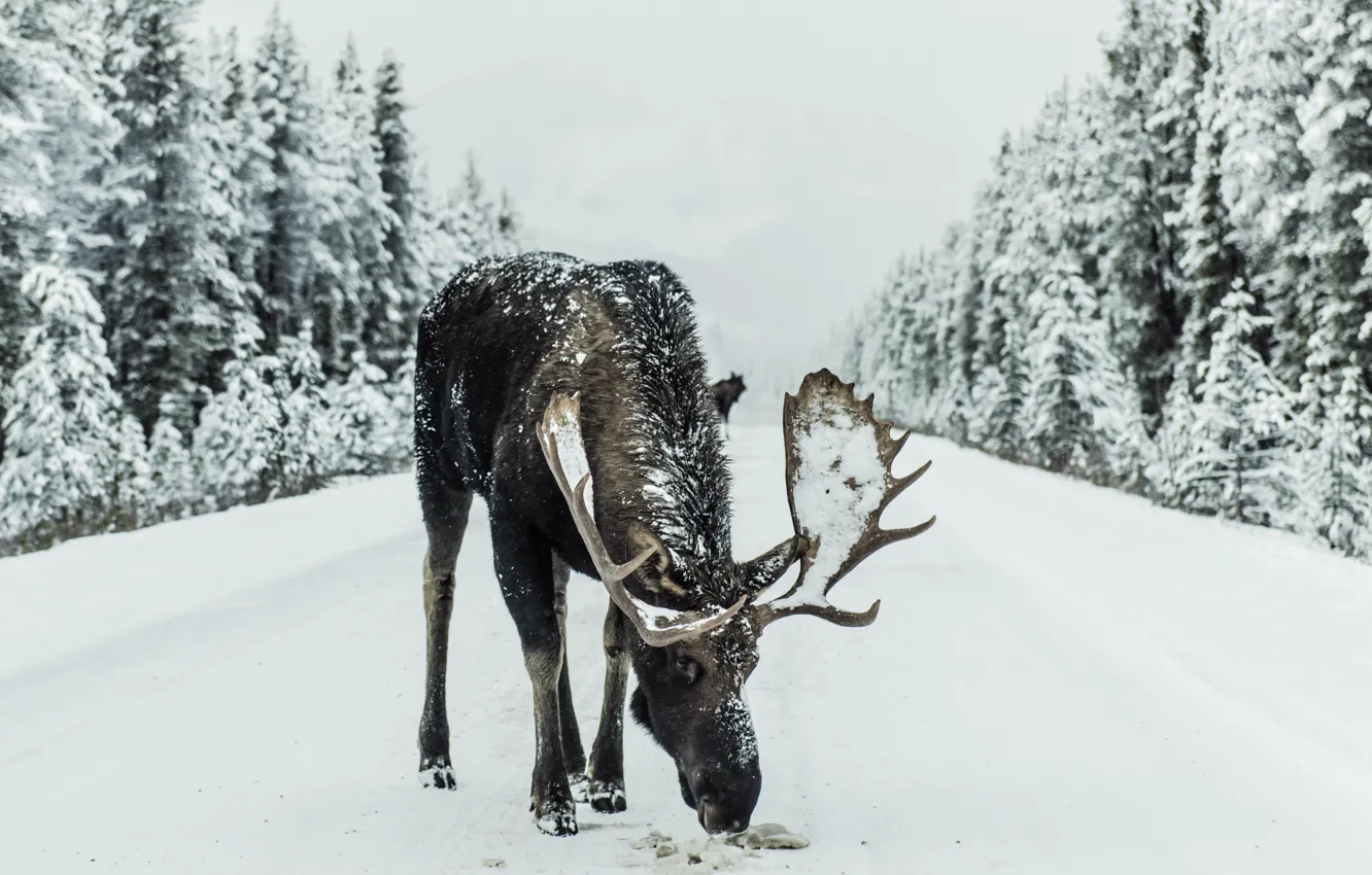 Photo wallpaper wood, winter, snow, animal, Moose, Wilderness, Ivars Krutainis