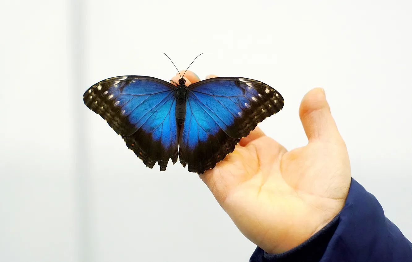 Photo wallpaper butterfly, wings, hands, fingers, beautiful