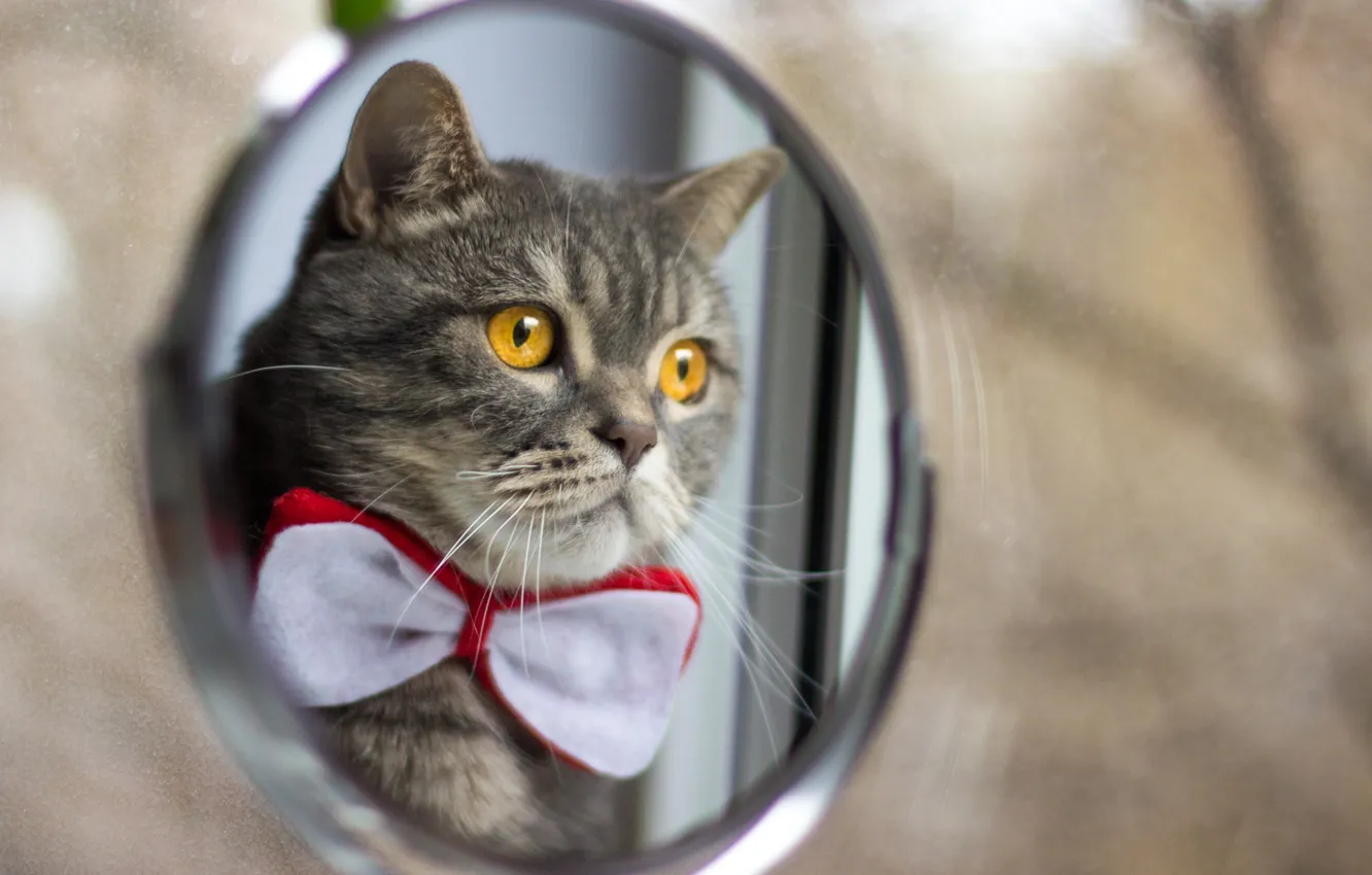 Photo wallpaper cat, butterfly, mirror, window