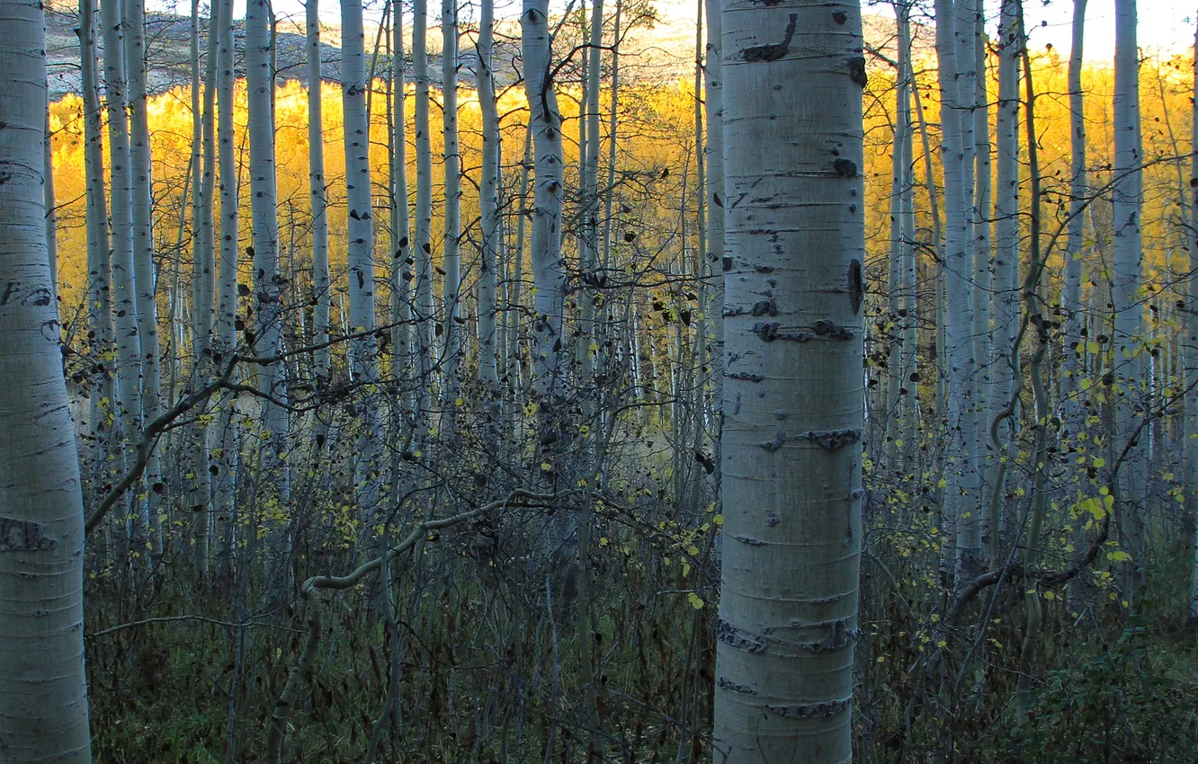 Photo wallpaper autumn, forest, leaves, trunk, grove, aspen