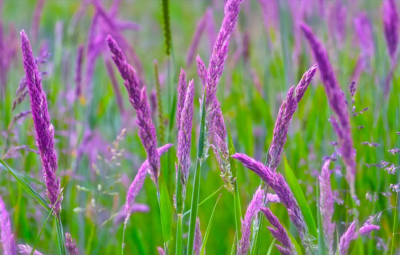 Photo wallpaper field, grass, flowers, plant, meadow