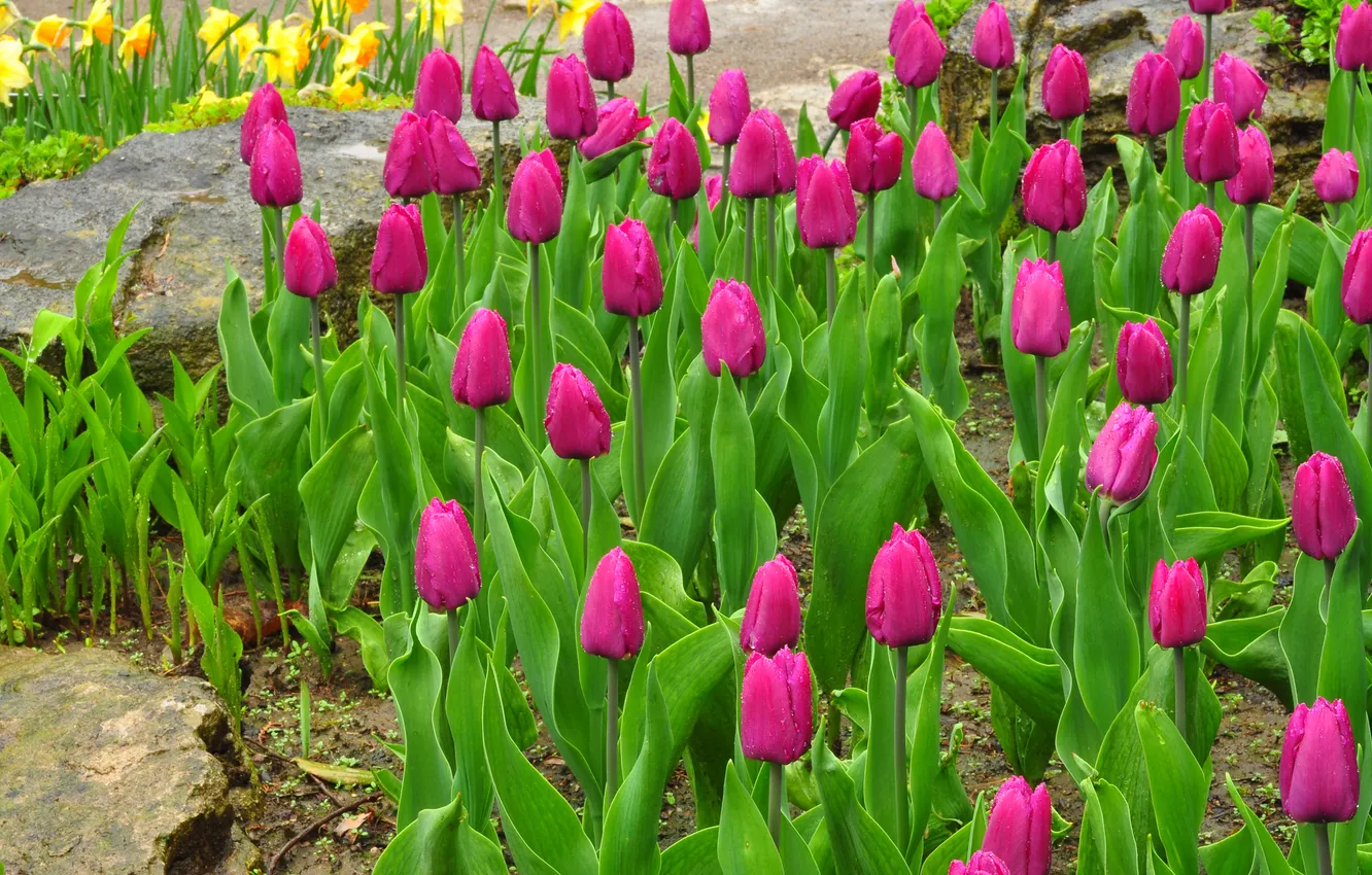 Photo wallpaper leaves, Park, petals, garden, tulips