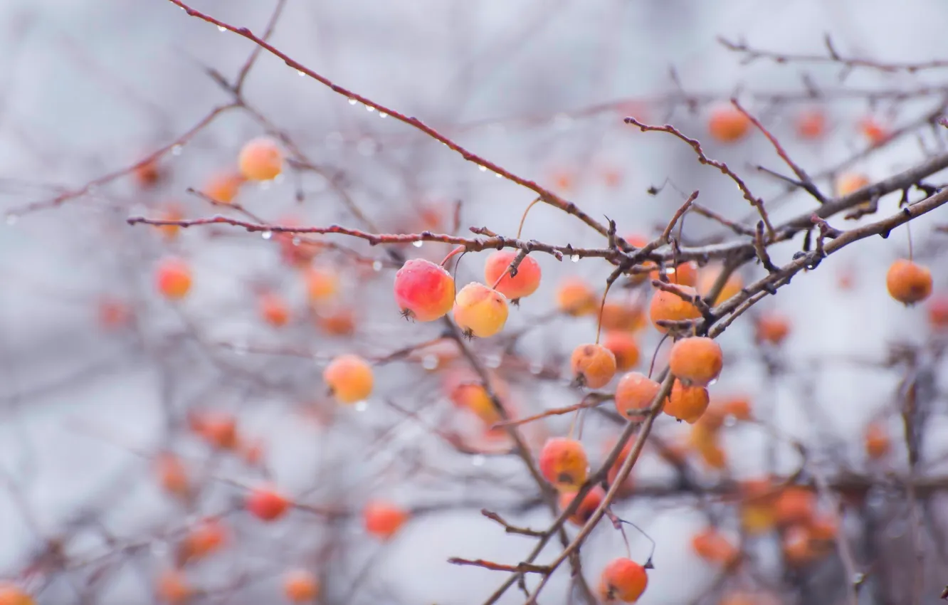 Photo wallpaper branches, nature, fog, apples, Apple