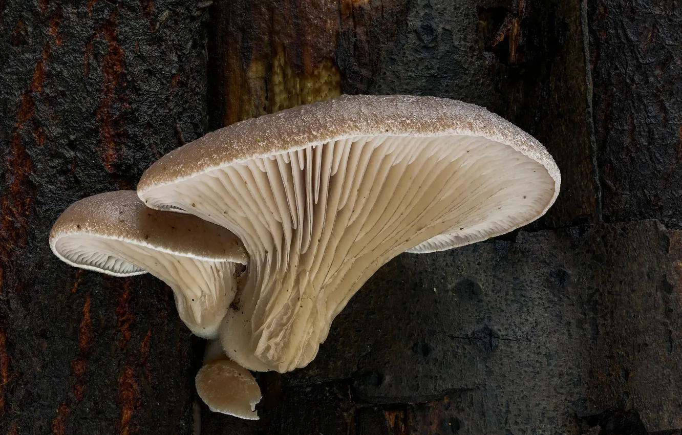 Photo wallpaper mushrooms, oyster mushrooms, Beat Buetikofer