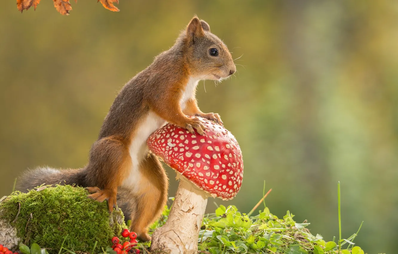 Photo wallpaper greens, grass, leaves, nature, berries, background, mushrooms, moss