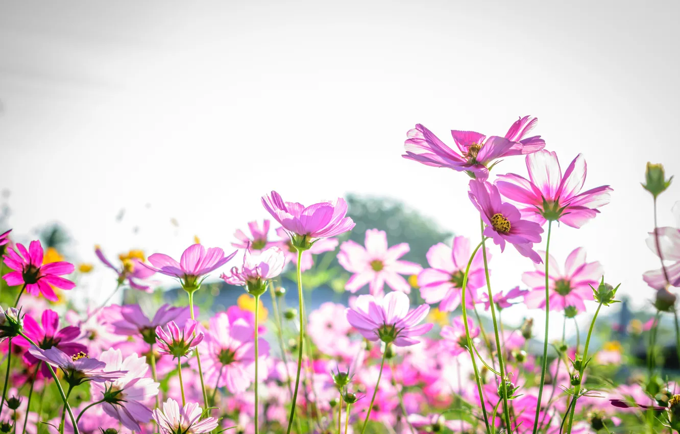 Photo wallpaper field, summer, flowers, summer, pink, field, pink, flowers
