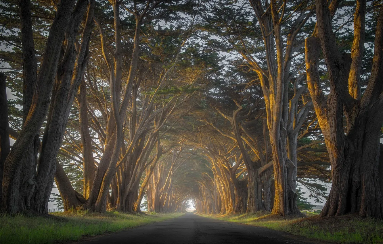 Photo wallpaper the sun, morning, fog, road, trees, alley