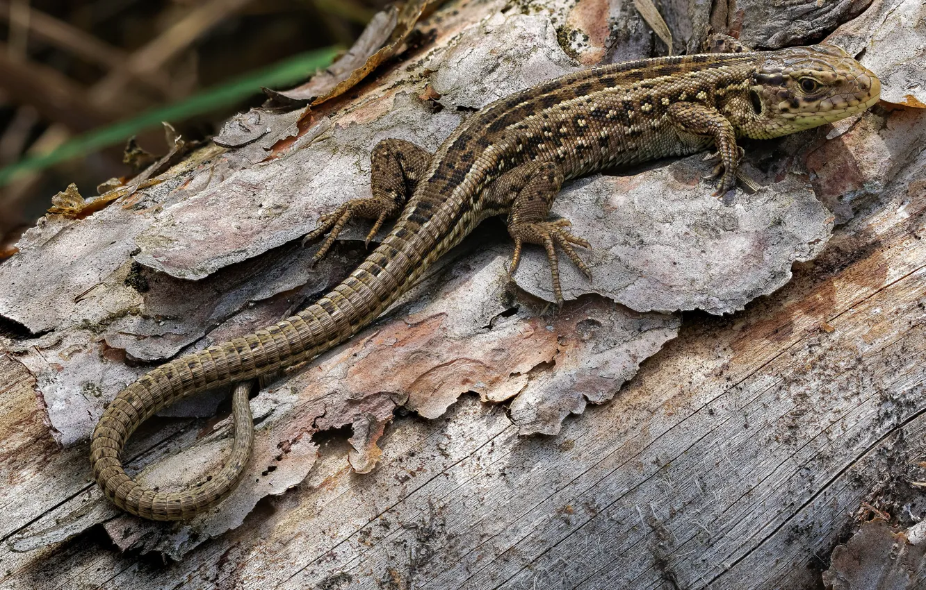 Photo wallpaper lizard, sand lizard, lacerta agilis