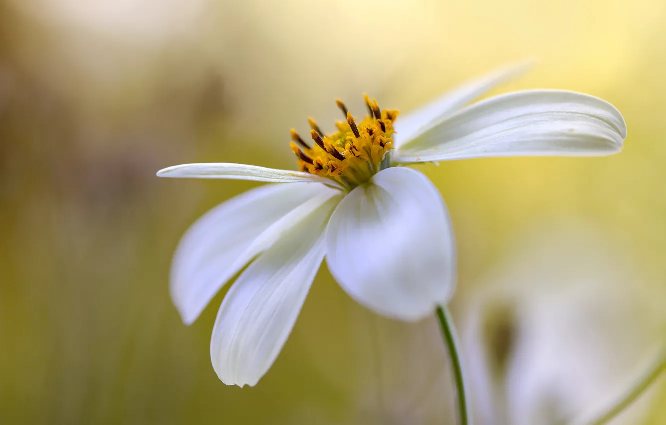 Photo wallpaper petals, bokeh, kosmeya, Bidens Cosmos
