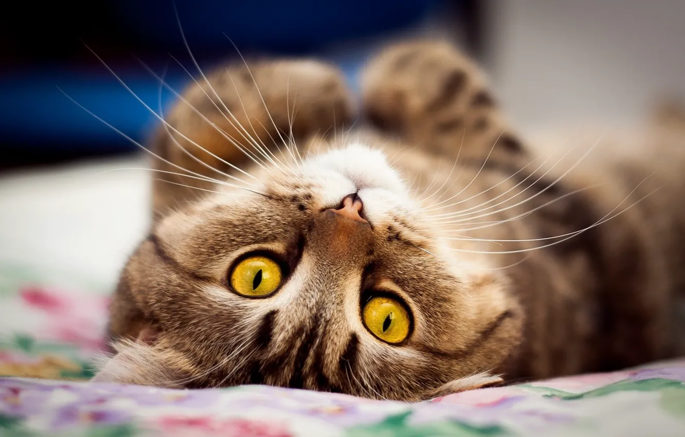 Photo wallpaper eyes, cat, muzzle, cute