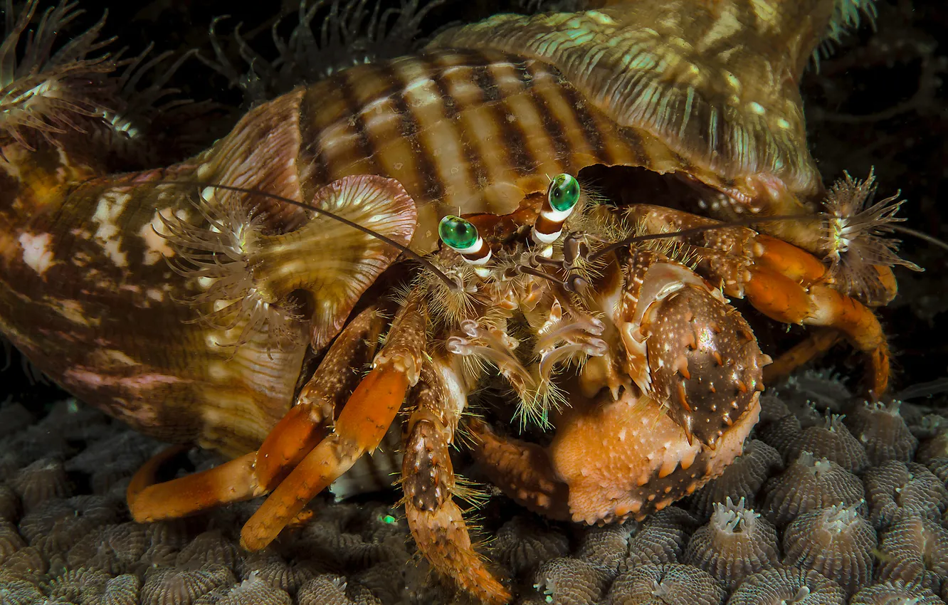 Photo wallpaper sea, look, crab, underwater world, under water, shell, hermit crab, The hermit crab