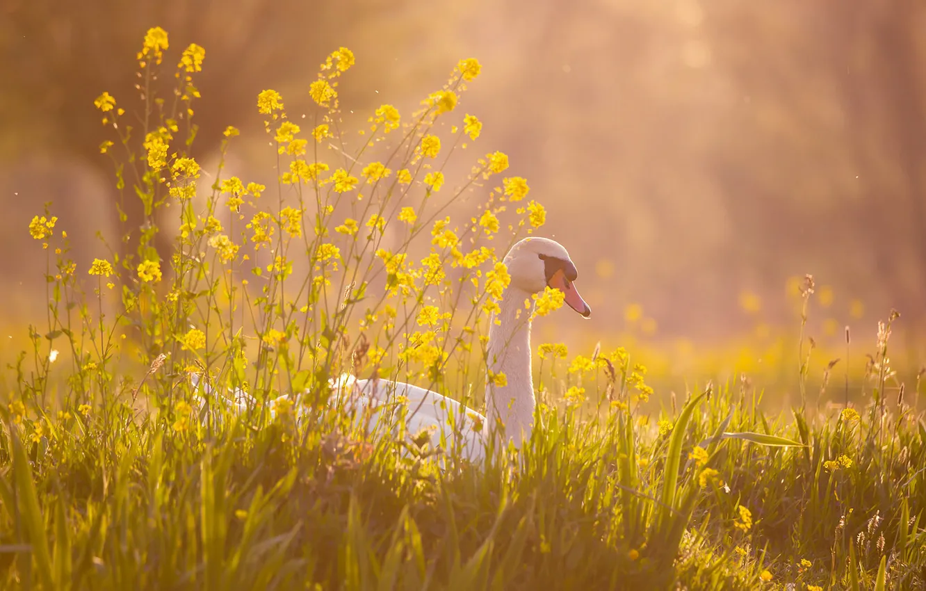 Photo wallpaper flowers, swans, the bushes