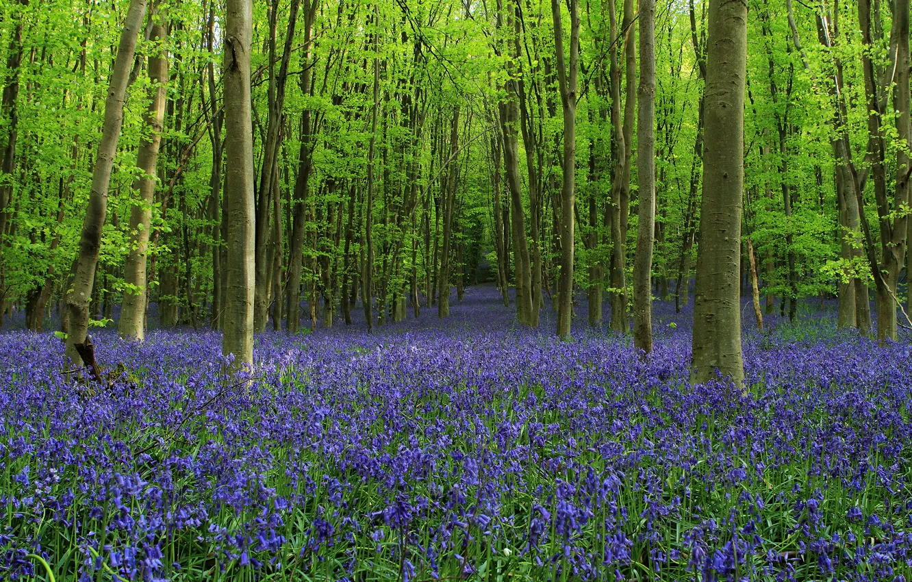 Photo wallpaper forest, trees, flowers, glade, bells, alley