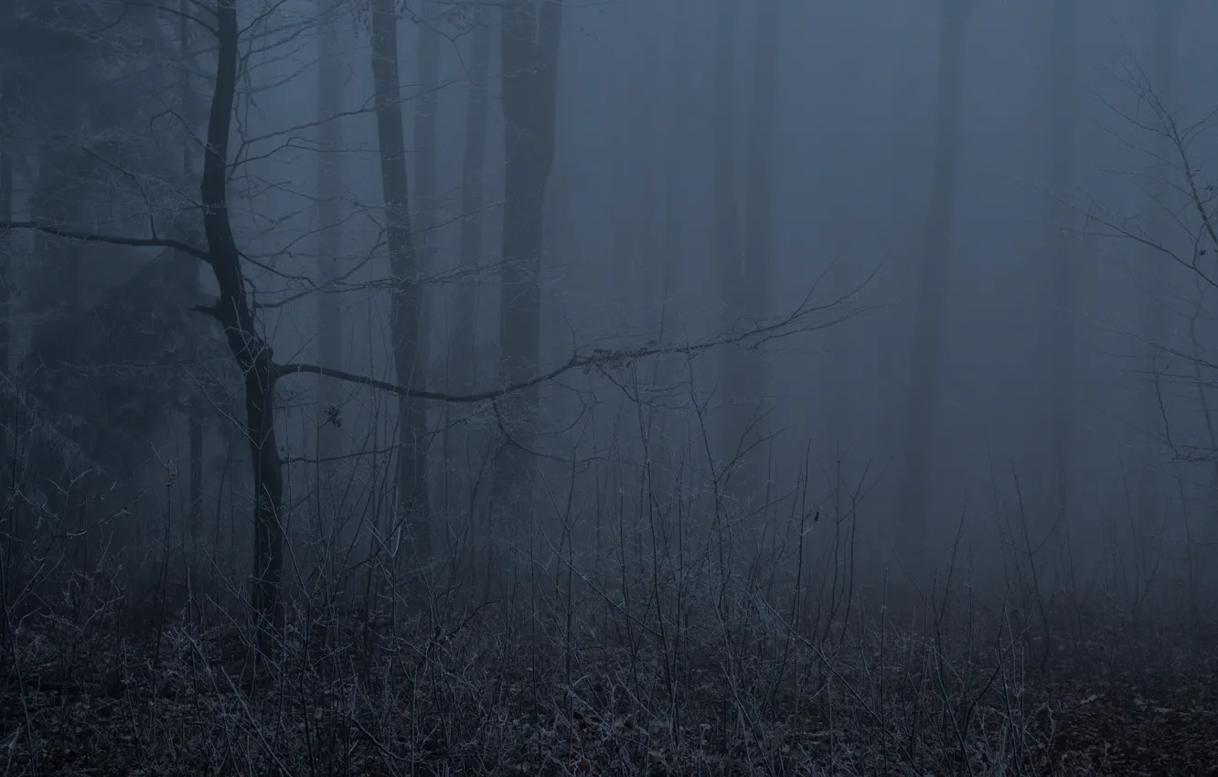 Photo wallpaper forest, trees, night, nature, fog, twilight, Niklas Hamisch