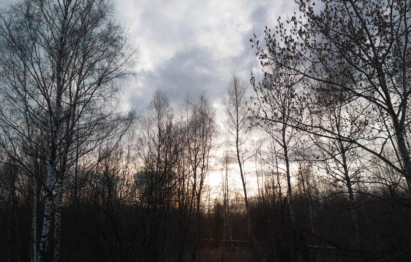 Photo wallpaper forest, the sky, light, trees, clouds, nature, overcast, Russia