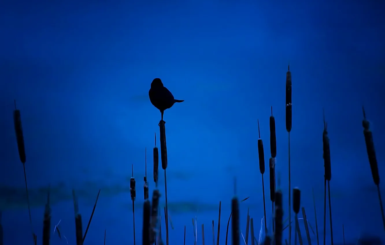 Photo wallpaper night, bird, silhouette
