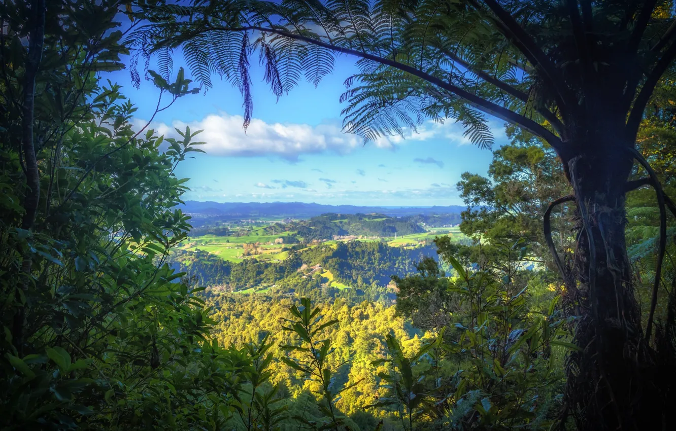 Photo wallpaper rainforest, window, nature, frame, forest