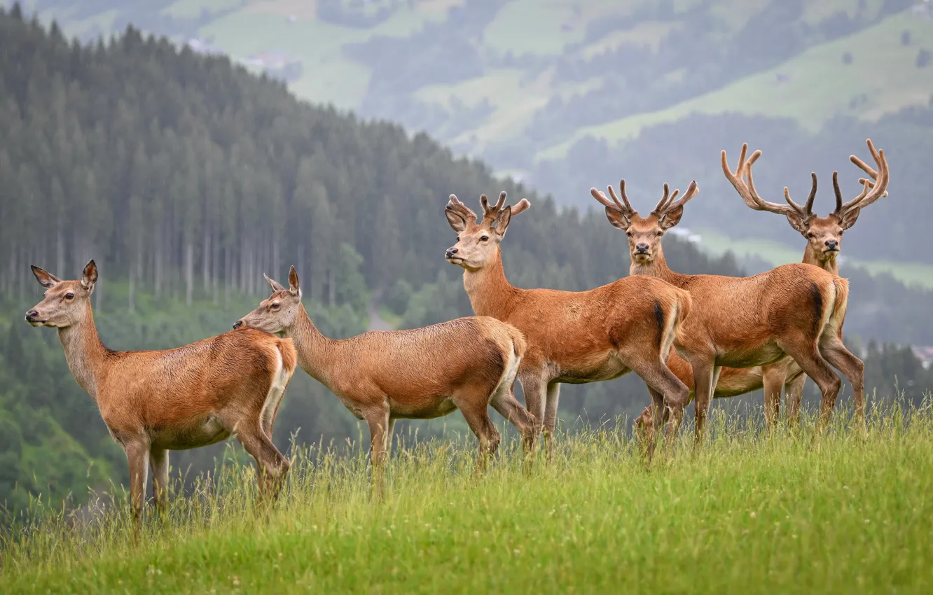 Photo wallpaper field, forest, grass, landscape, mountains, nature, glade, deer