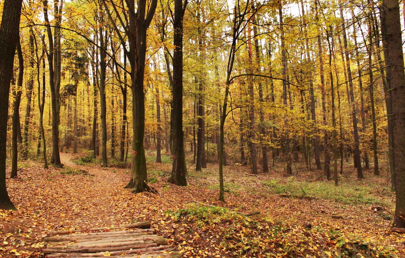 Photo wallpaper autumn, leaves, trees, falling leaves, trees, autumn, leaves