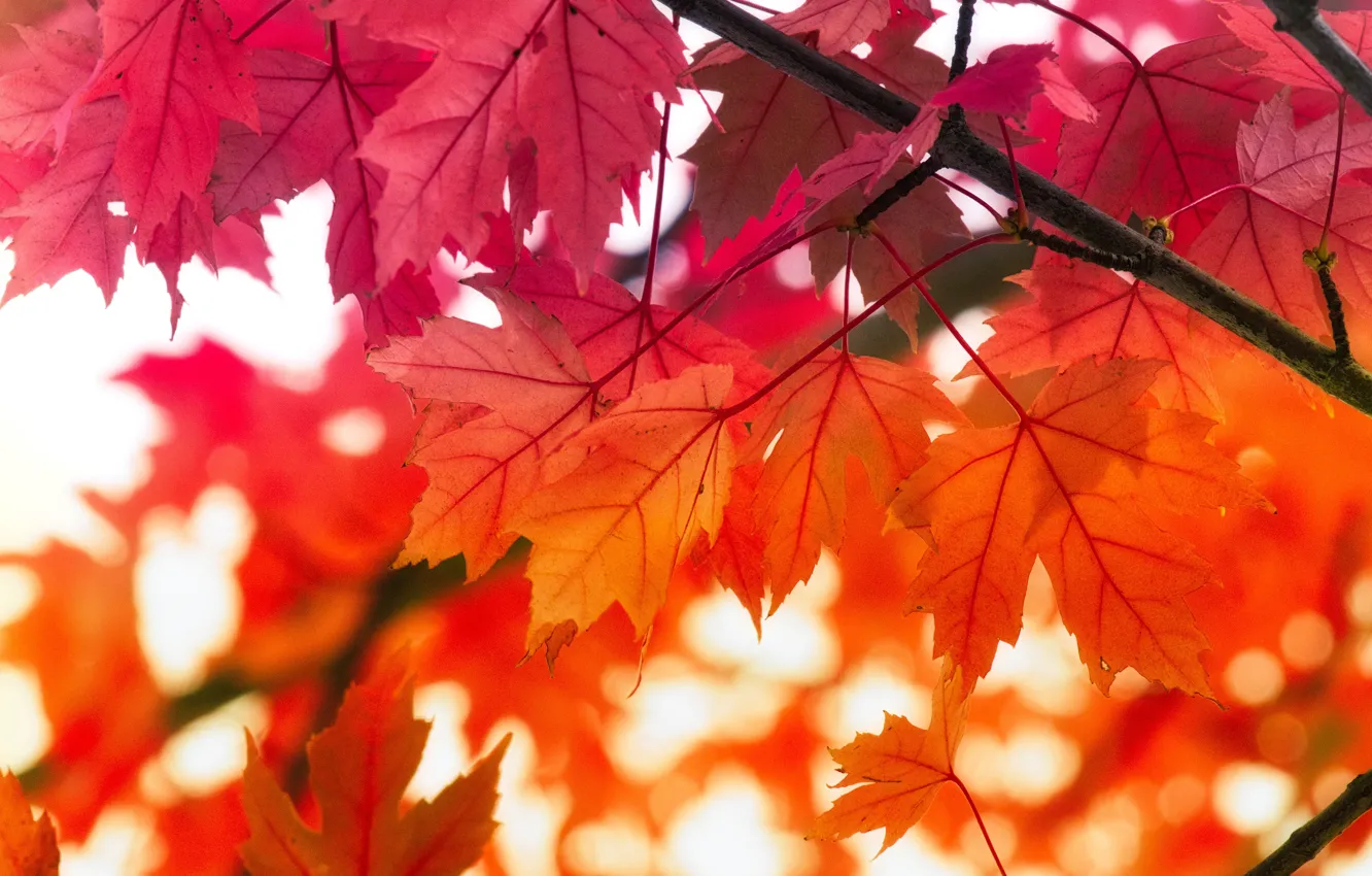 Photo wallpaper autumn, leaves, branches, red, maple, maple, autumn leaves