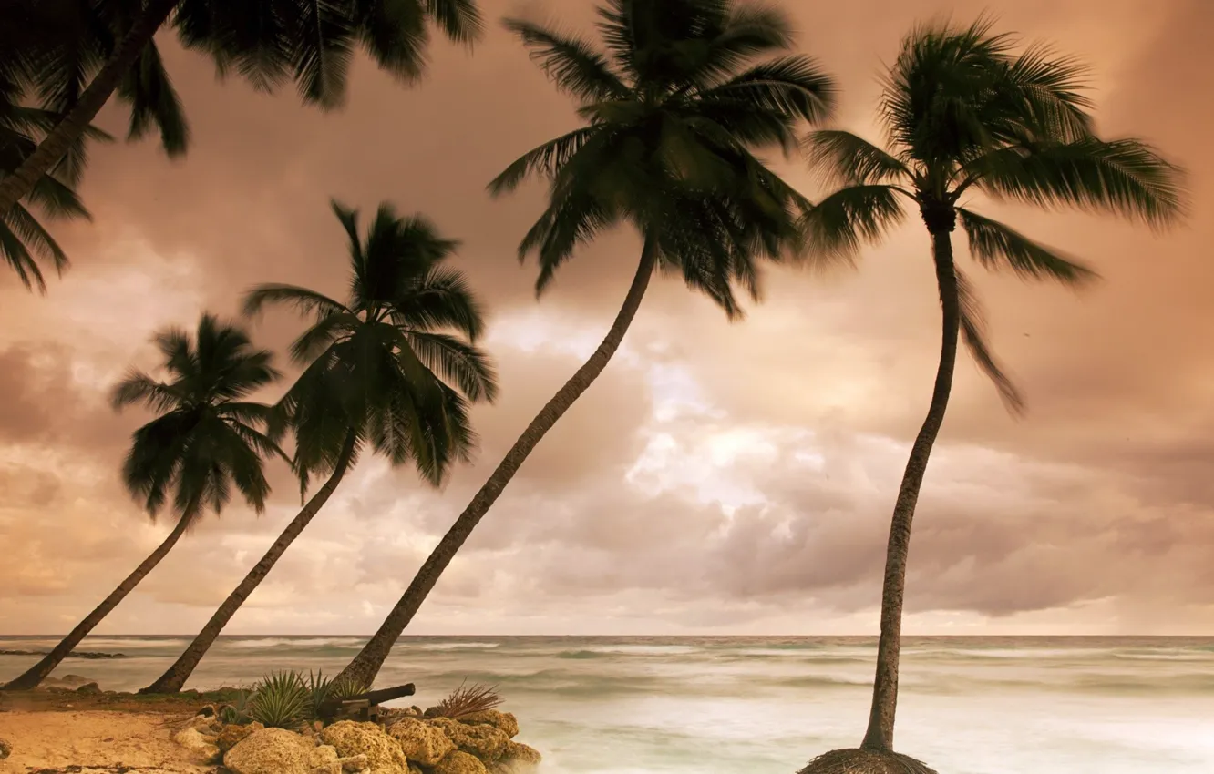 Photo wallpaper palm trees, overcast, the ocean