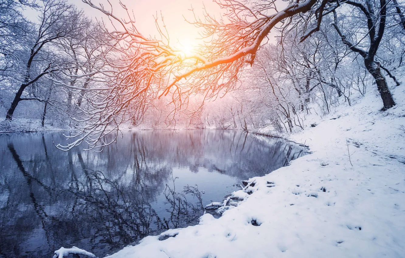 Photo wallpaper winter, forest, landscape, nature, river